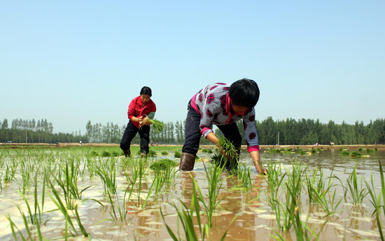 壯族傳統(tǒng)水稻種植法及種稻習(xí)俗