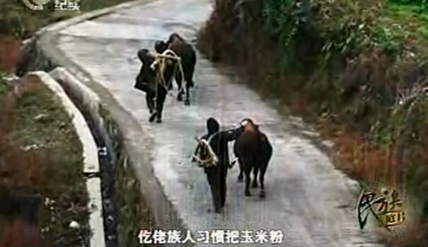 【視頻】仡佬族紀實